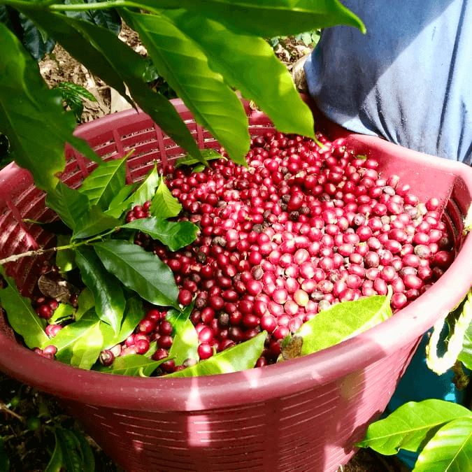 Fjärde advent, Costa Rica, Tarrazú