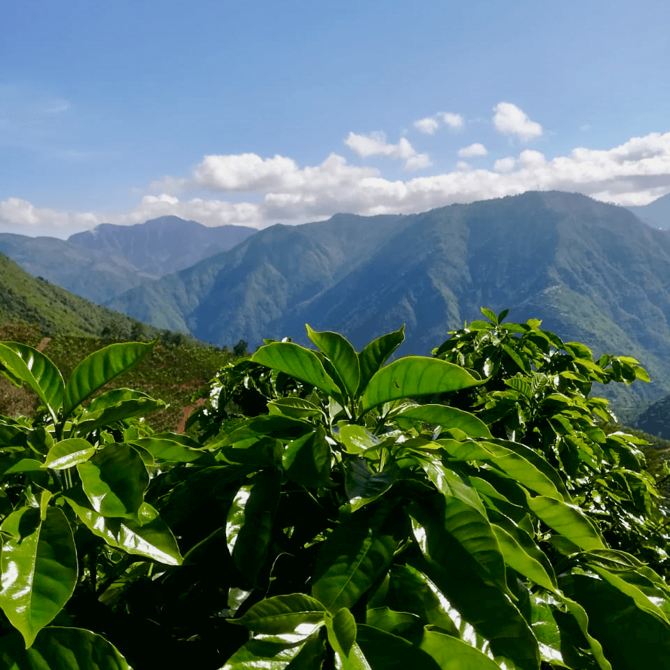 Fjärde advent, Costa Rica, Tarrazú